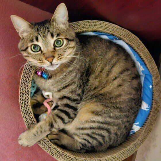 爪とぎ器に収まるキジトラ猫