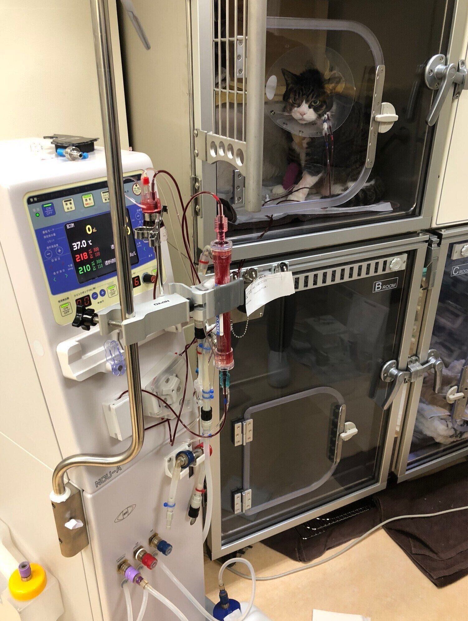 画像提供／王子ペットクリニック