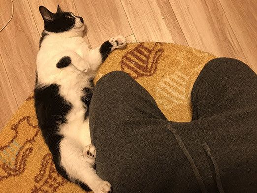 幸せすぎる…猫マスターの “のほほん”な日常