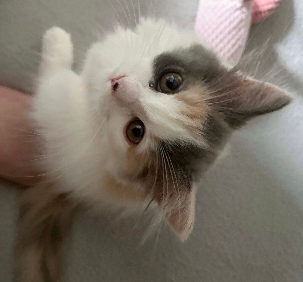 見上げるかもめちゃん