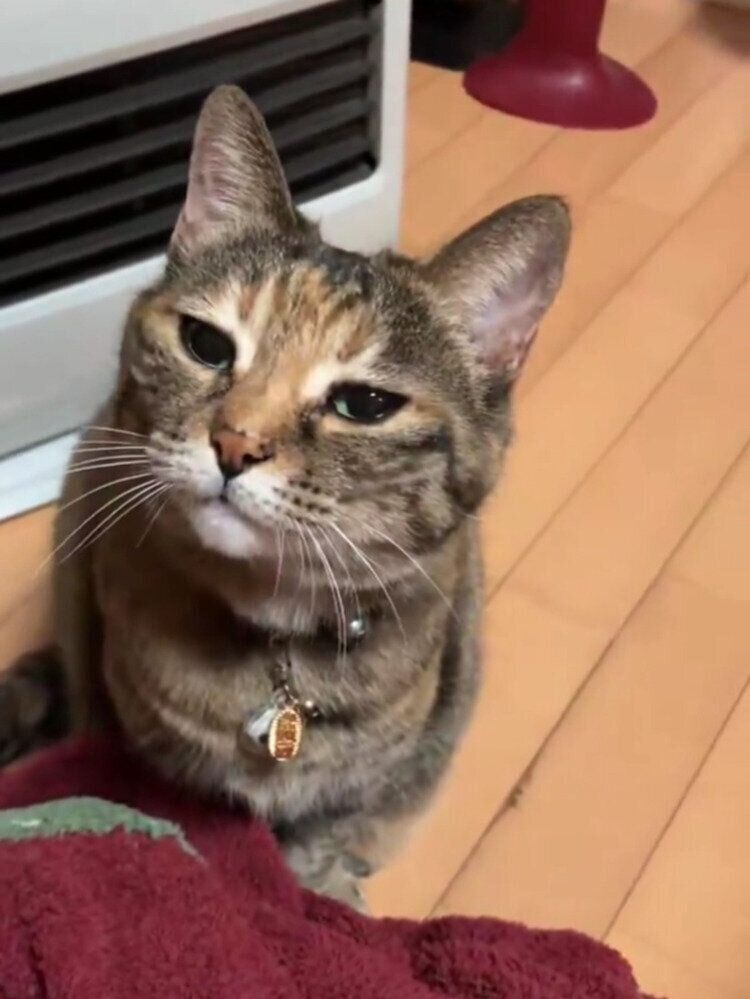 なでられ終わり、スンッとした表情になるこむぎちゃん