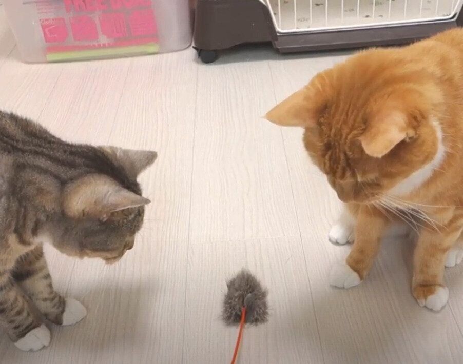 猫じゃらし
