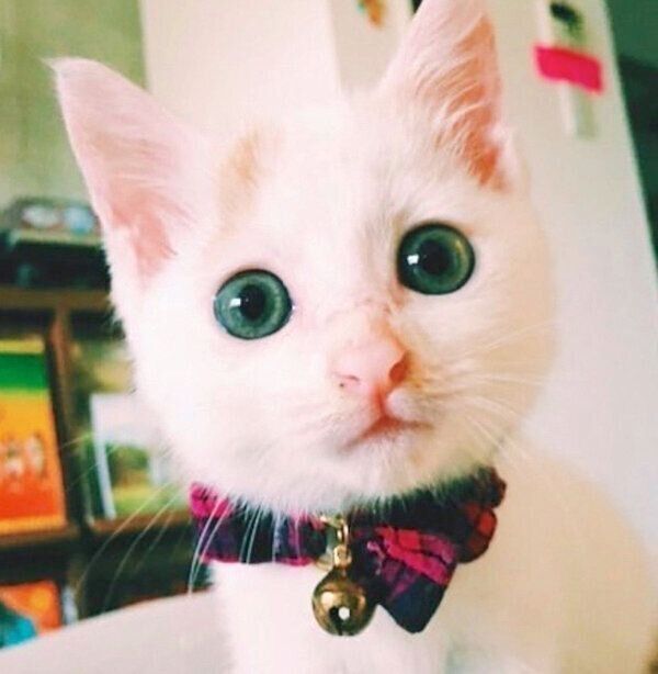 まんまるお目めが可愛いサニちゃん