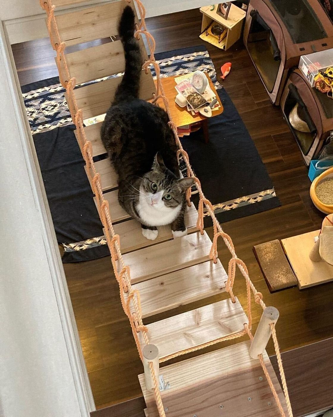Instagramで見つけたおしゃれな猫との暮らしにある キャットウォーク Diyアイデア ねこのきもちweb Magazine Instagramで見つけたおしゃれな猫との暮らしにある キャットウォーク Diyアイデア ねこのきもちweb Magazine