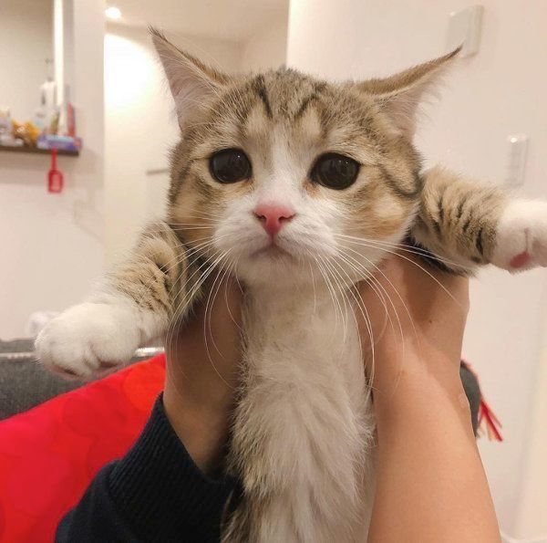 抱っこされるよぐちゃん