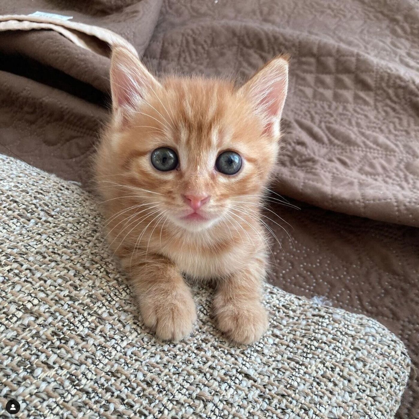 話題の お風呂 が大好き猫 生後3週間で迎えた猫がもたらしてくれた家族の変化 ねこのきもちweb Magazine 話題の お風呂 が大好き猫 生後3週間で迎えた猫がもたらしてくれた家族の変化 ねこのきもちweb Magazine