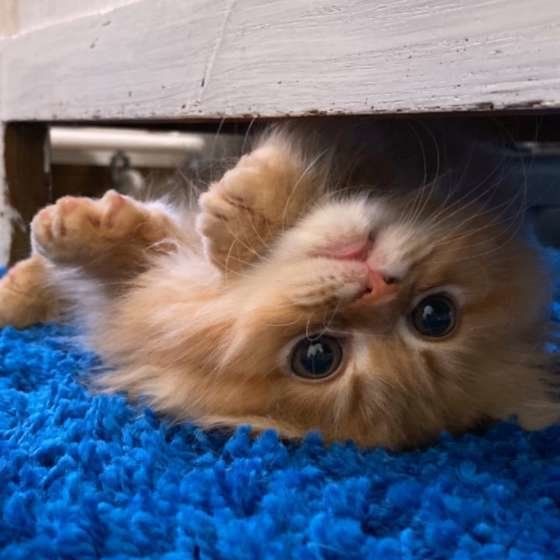 茶色いラガマフィン