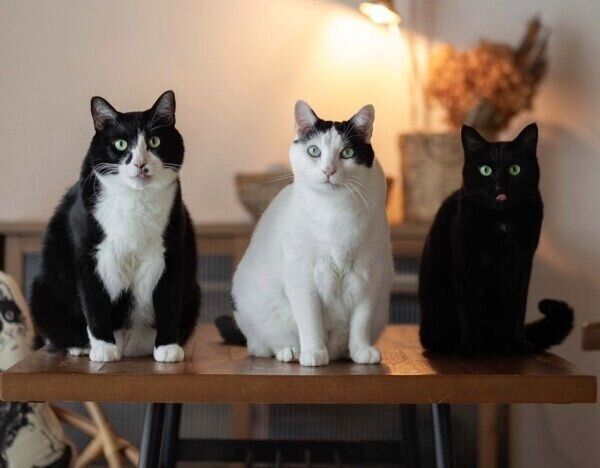 仲良しなドッピオくん、ラテくん、メルシーちゃん。