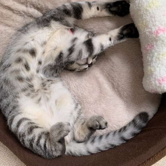 ヘソ天するキジトラ