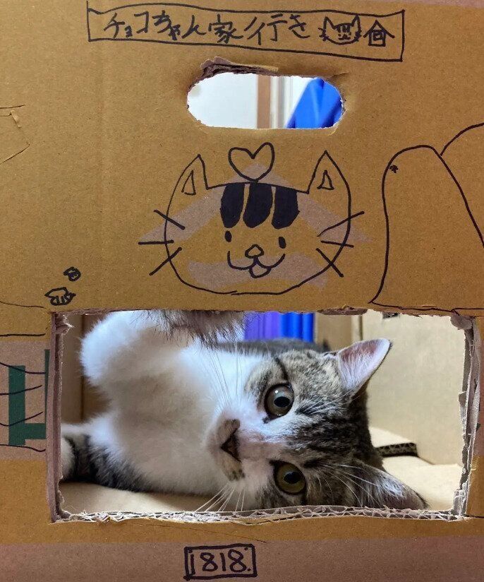 “ダンボールハウス”に入っている猫