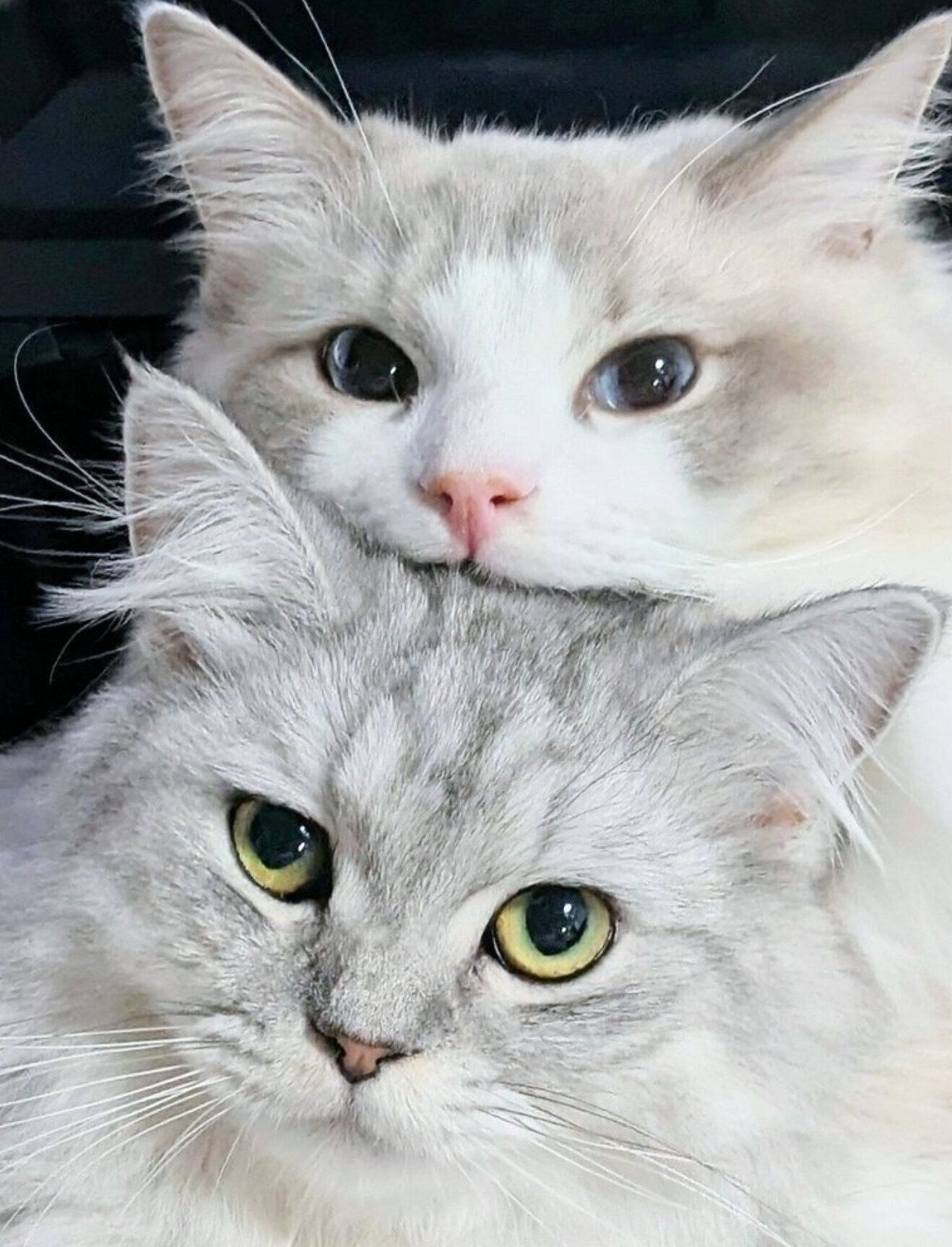 あご乗せの仲良しポーズをするしゅらくん、りおらくん