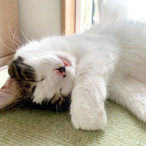 キジトラ猫の福ちゃん