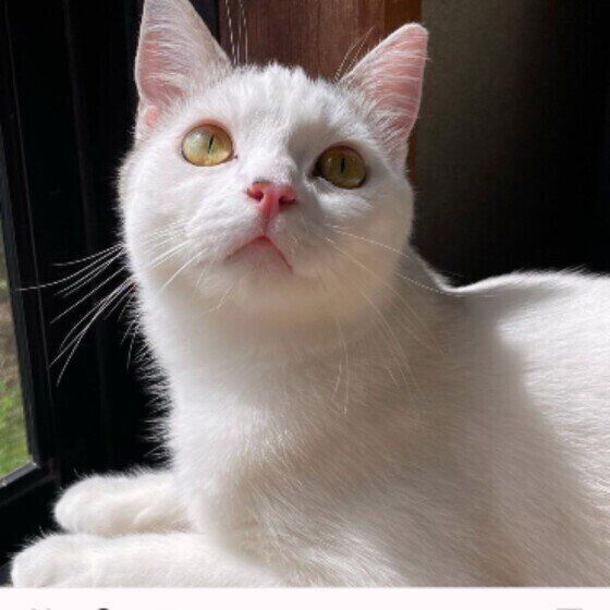 遠くを見るスコティッシュフォールドのごはん