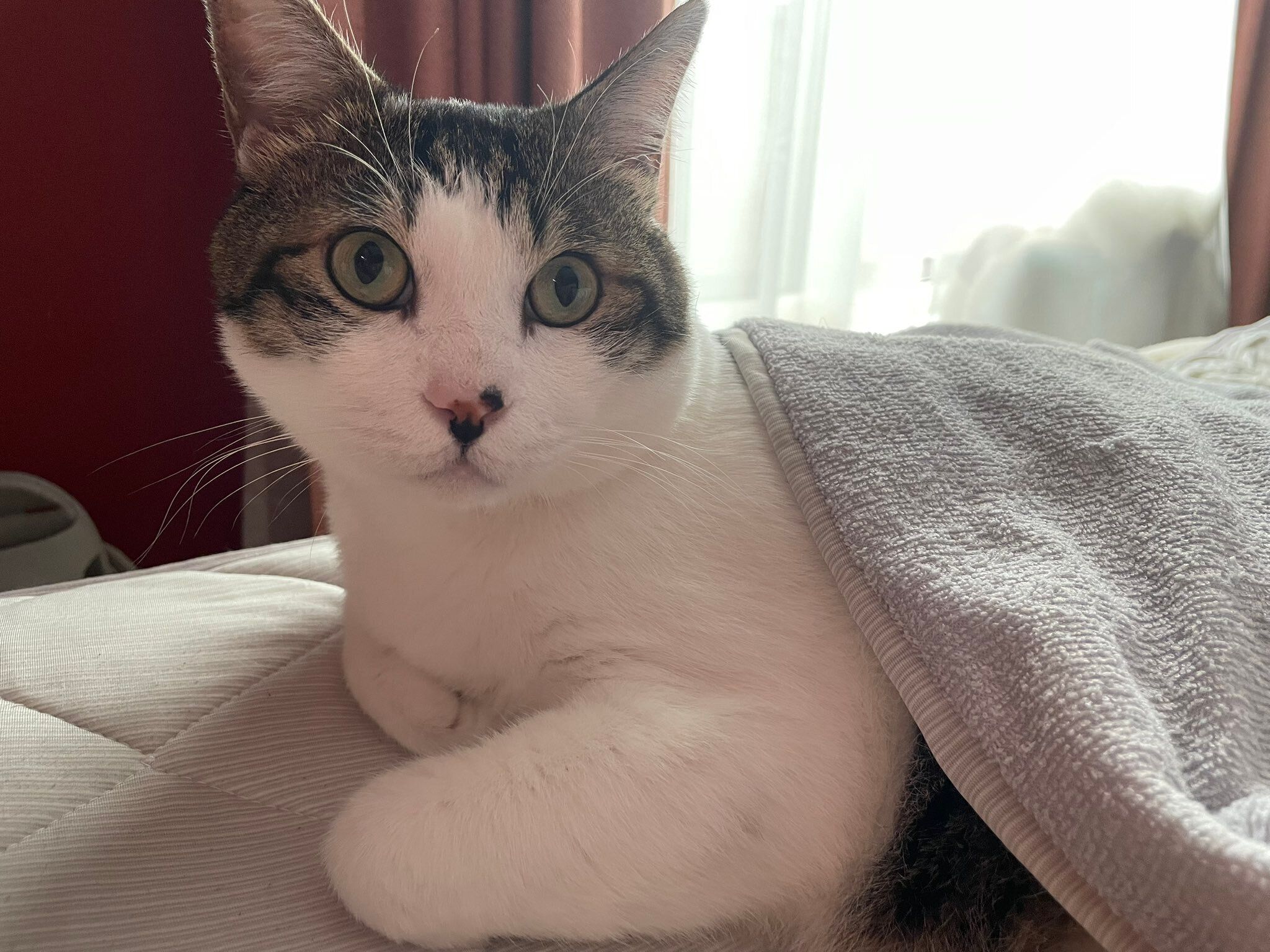 飼い主を見る猫