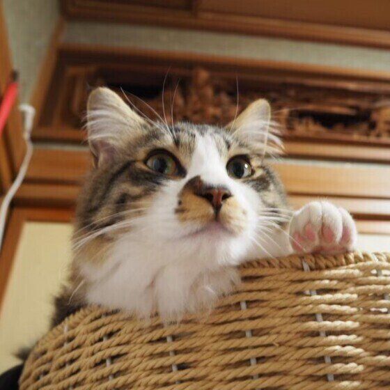 カゴに入るキジトラ