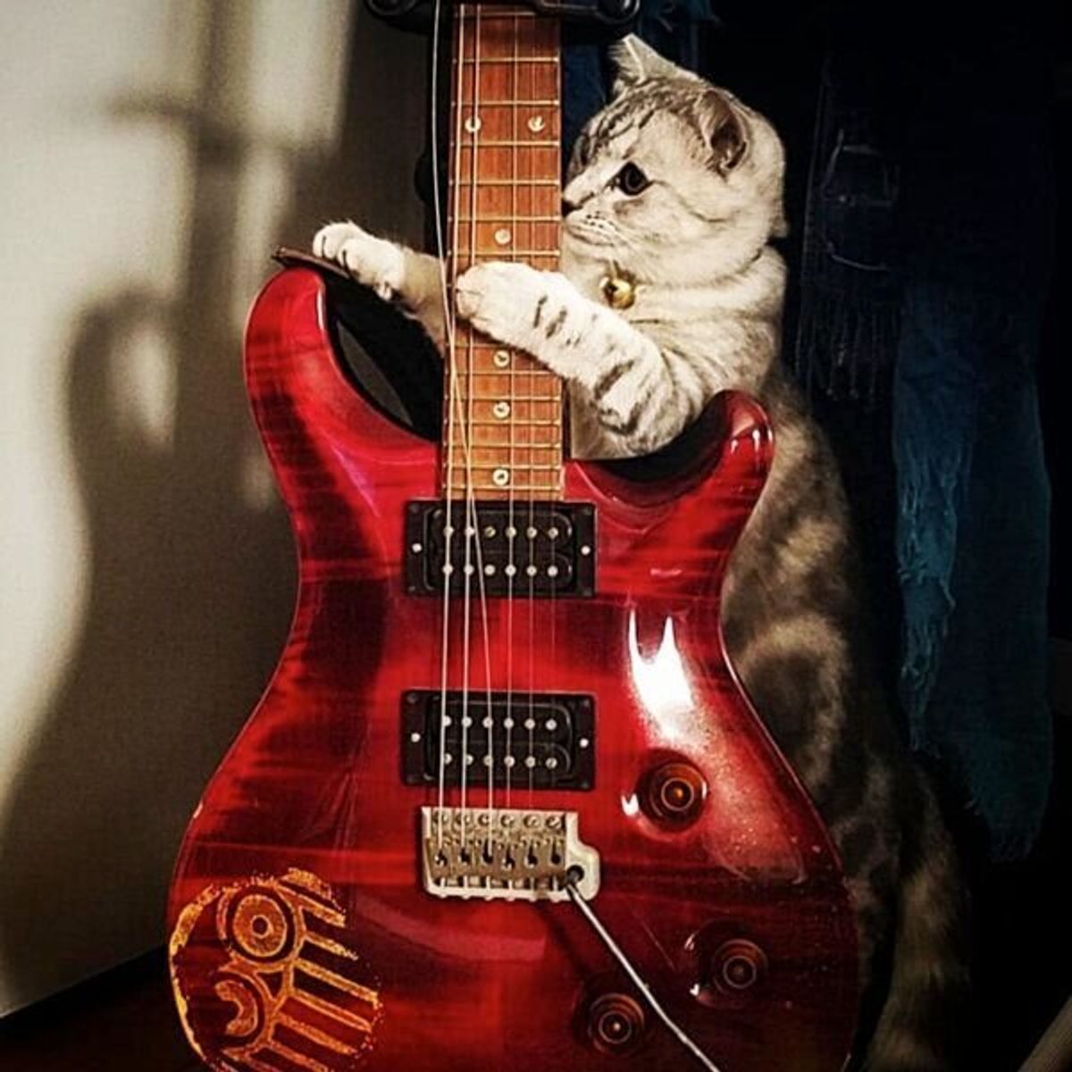 将来は天才ギタリスト ギターで器用に遊ぶ猫 ロックな姿がめちゃ可愛い ねこのきもちweb Magazine 将来は天才ギタリスト ギターで器用に遊ぶ猫 ロックな姿がめちゃ可愛い ねこのきもちweb Magazine