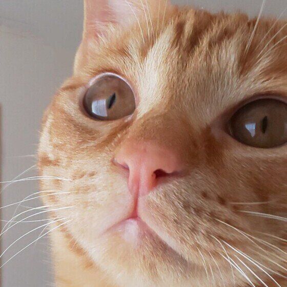 どこかを見つめるMIXの男の子