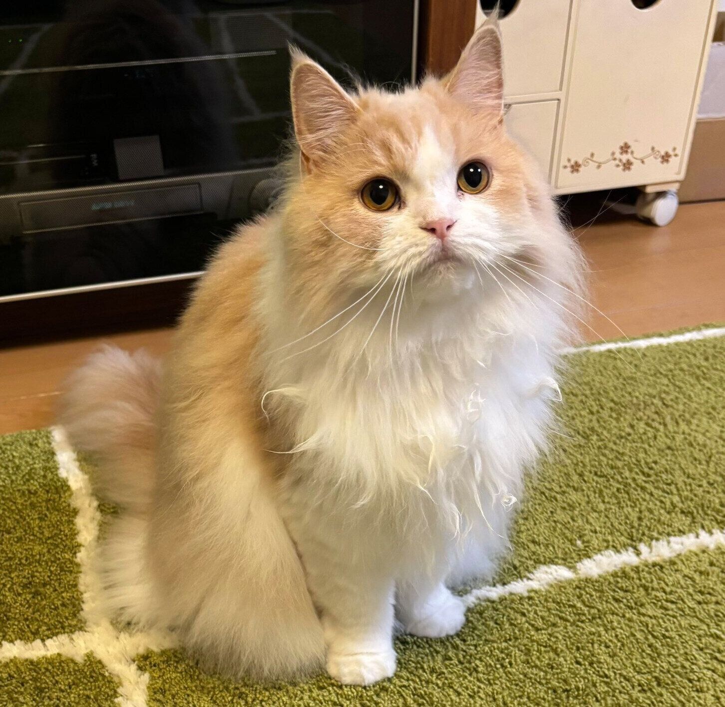 現在の和音ちゃん