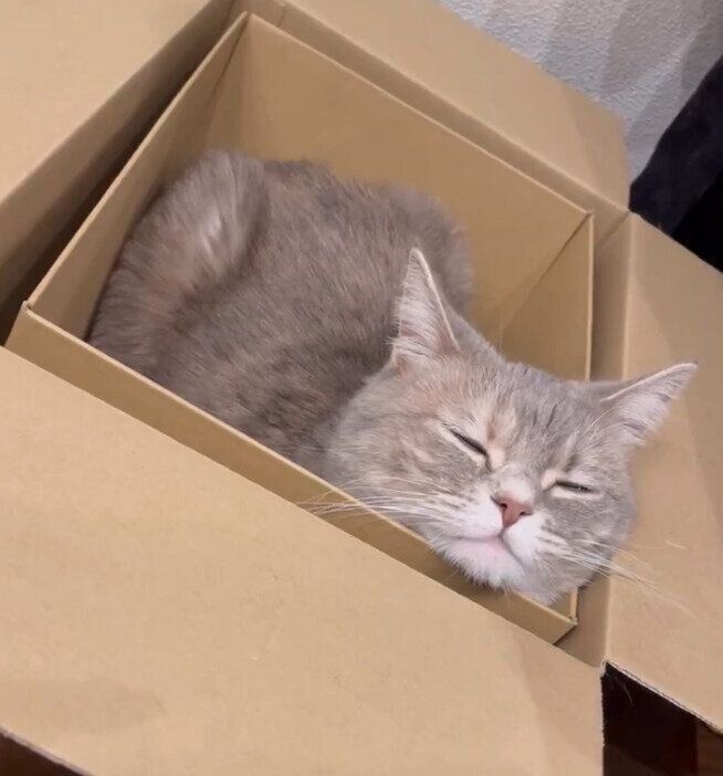 お気に入りの箱の中で眠るおんぷちゃん