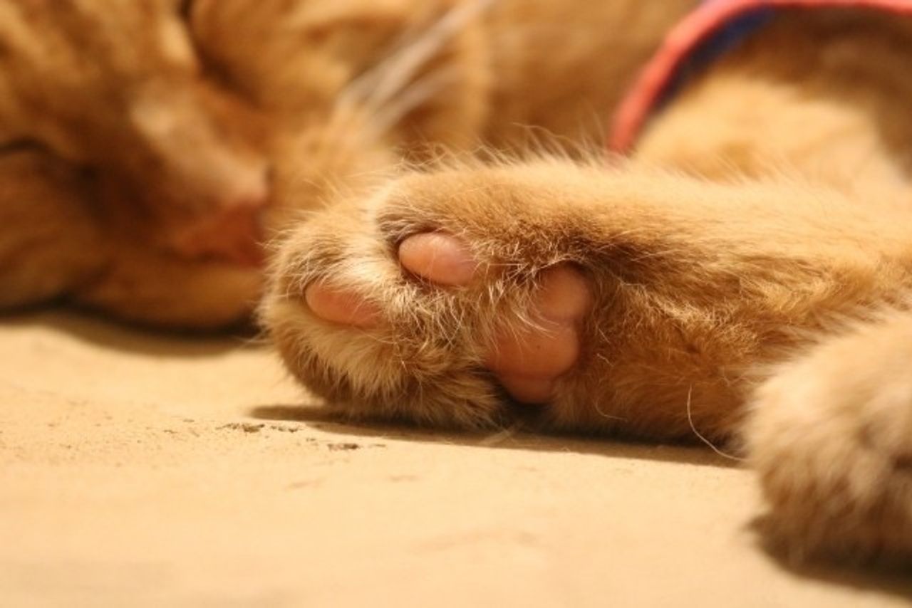 触り心地最高 の肉球 触るとヒンヤリしているのはなぜ ねこのきもちweb Magazine 触り心地最高 の肉球 触るとヒンヤリしているのはなぜ ねこのきもちweb Magazine