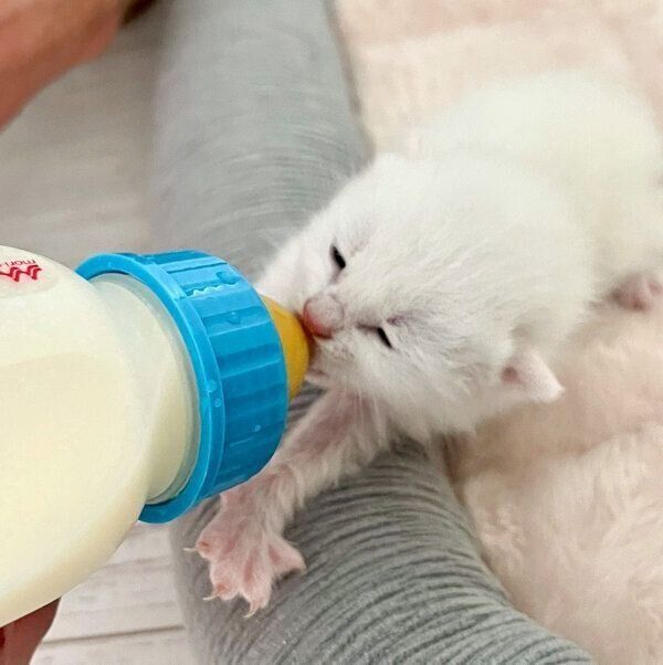 ミルクを飲むルウちゃん