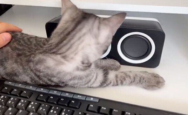 仕事中の飼い主さんに「かまって」とアピールするととまるくん