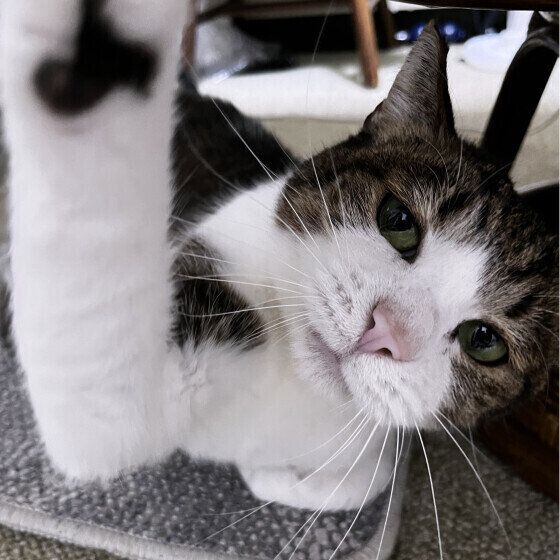 おねだり鳴きに困ってます！「猫の鳴き声」にまつわるお悩みに