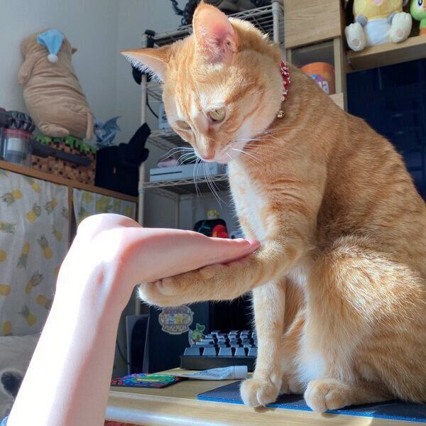 「オテ？」をするボブくん