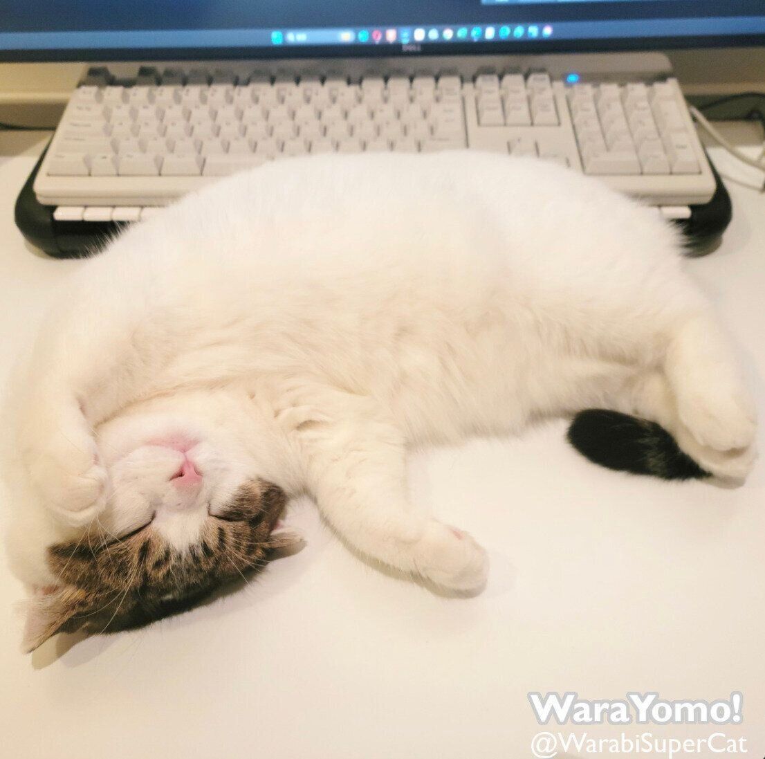 キーボードの前で眠るよもぎちゃん