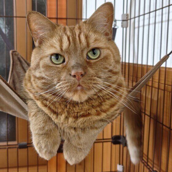 見つめるアメリカンショートヘア