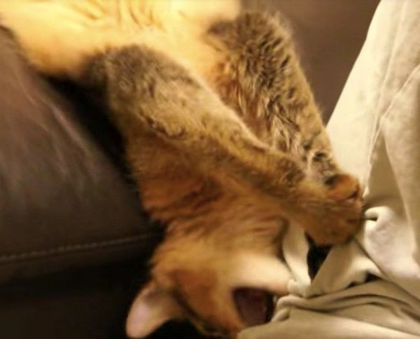 逆ギレニャンコ