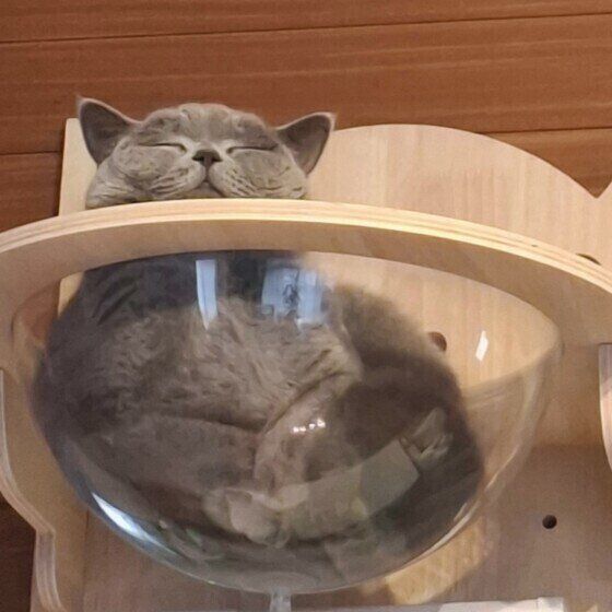 リラックスするブリティッシュショートヘア