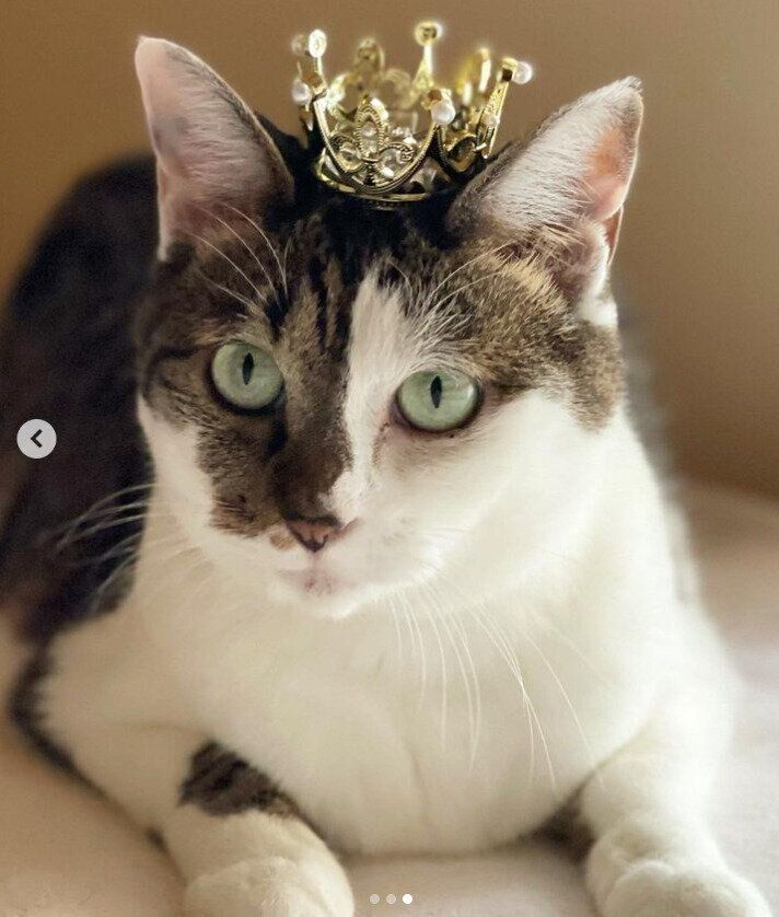 セリアのクラウンを着けるガオちゃん