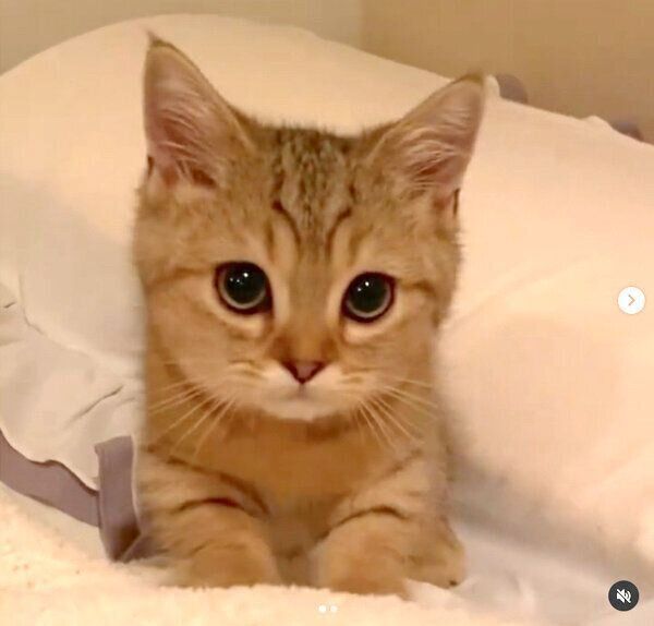 ふみふみをするにぼしちゃん