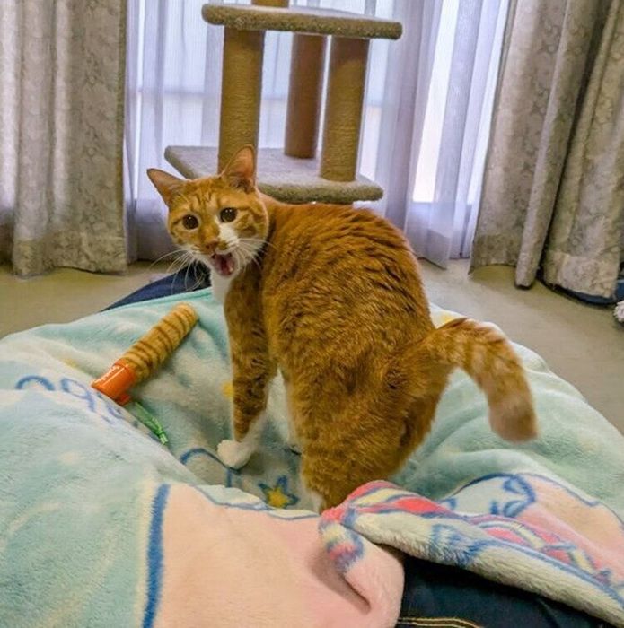 ビーズクッションの上で振り返るチャロくん