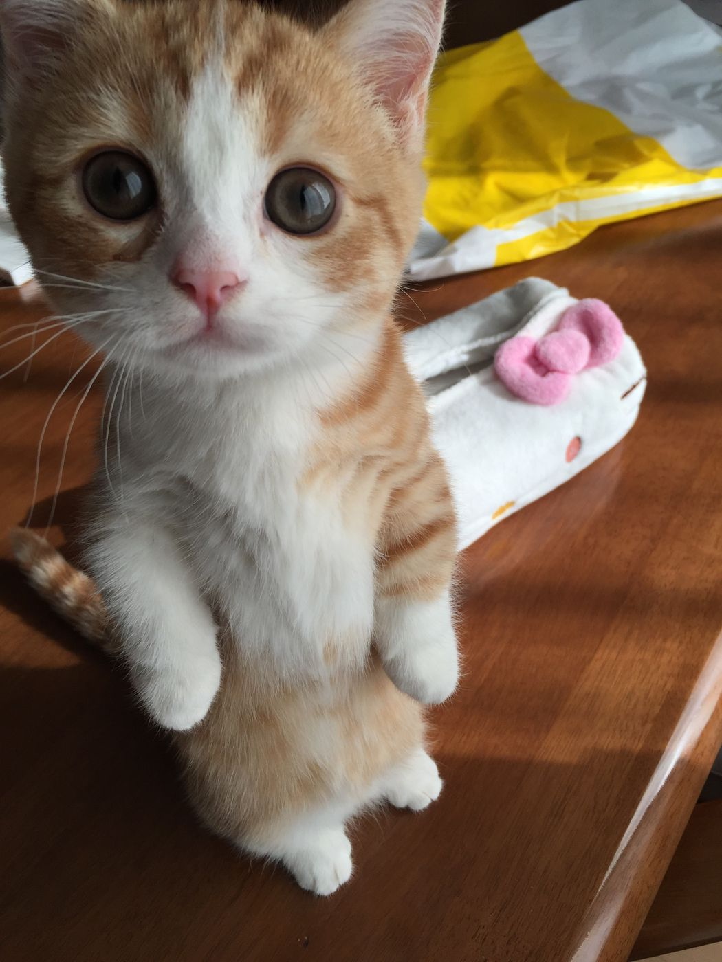 短足アイドル マンチカン のしぐさは超かわいかった ねこのきもちweb Magazine 短足アイドル マンチカン のしぐさは超かわいかった ねこのきもちweb Magazine