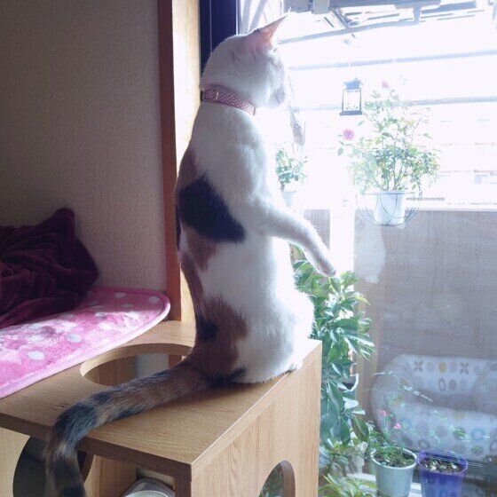 窓辺にいる三毛猫