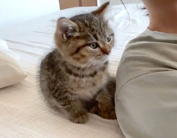 飼い主さんのところにやってきたどんぐりくん