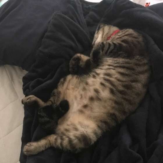 MIXキジトラの吉影くん