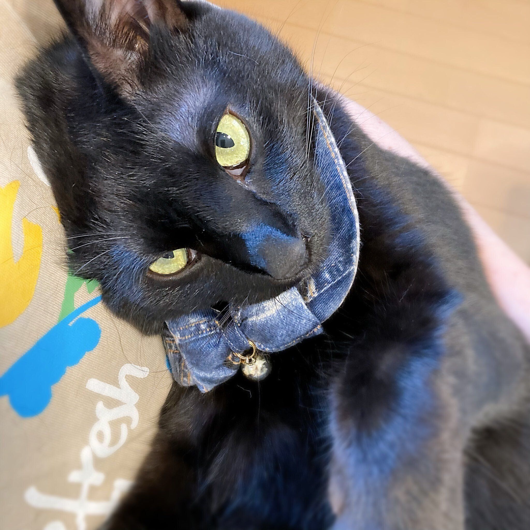 飼い主に甘える猫