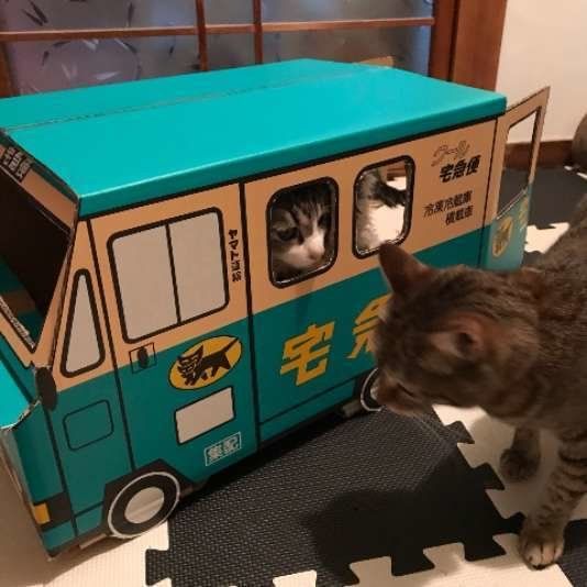 みゅうちゃん MIX　キジトラ