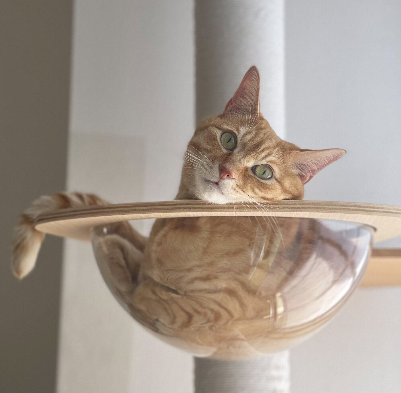 まったりする琥太郎くん。