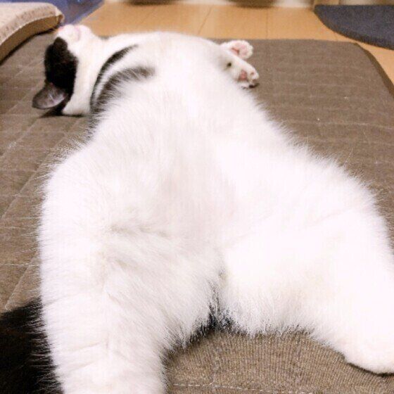 ヘソ天するマンチカン