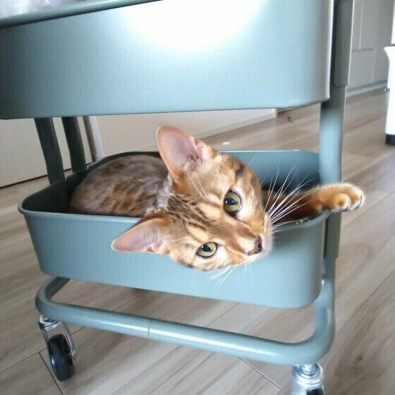 くつろぐベンガル