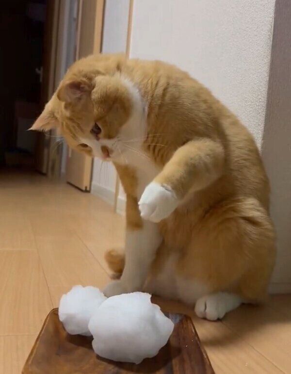 今日も雪だるまにパンチするさんてくん