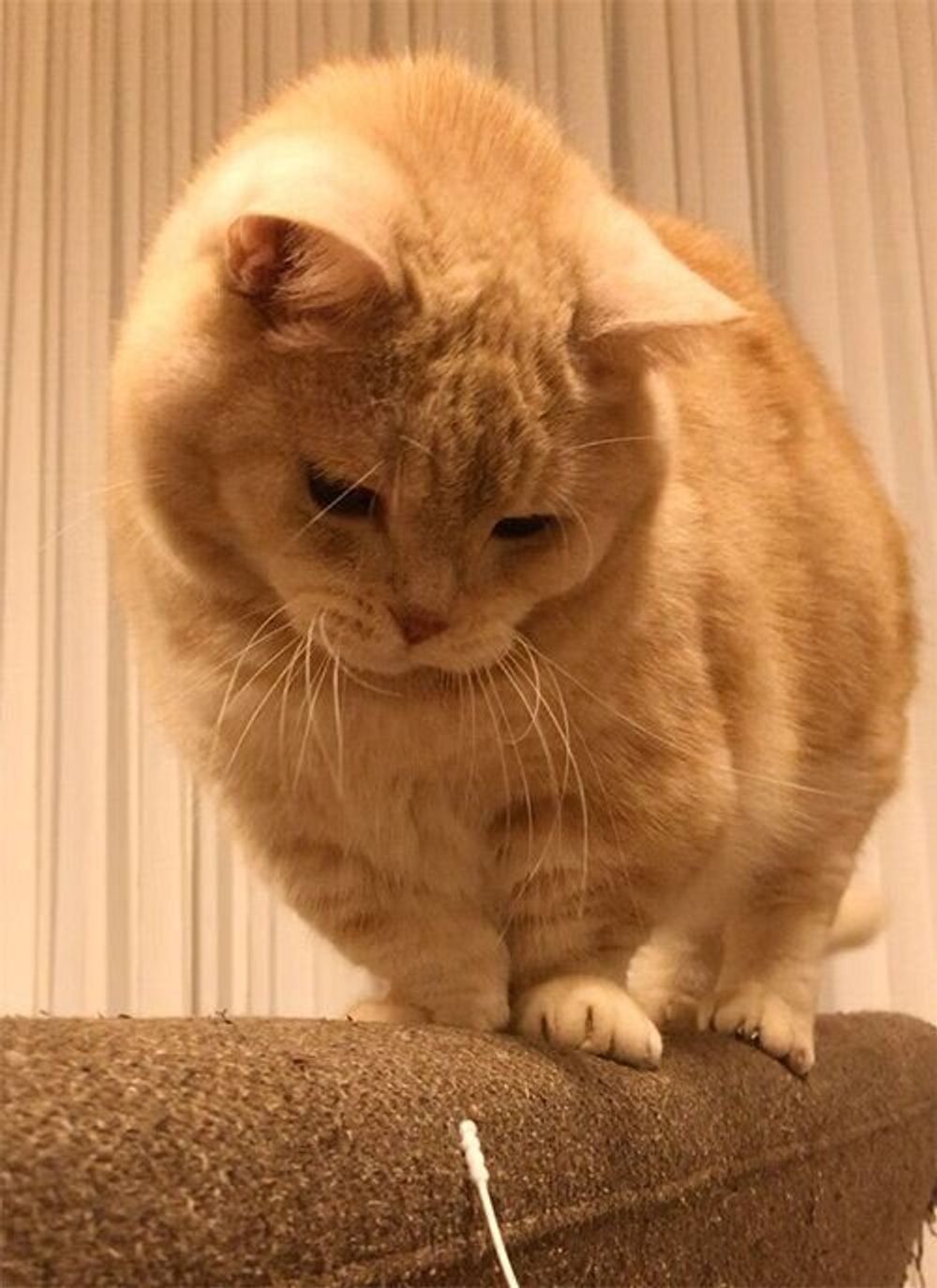 じっっと見つめてくる猫の狙いは 意外すぎる物 連載 マンチカンのぷーちゃん 0 ねこのきもちweb Magazine じっっと見つめてくる猫の狙いは 意外すぎる物 連載 マンチカンのぷーちゃん 0 ねこのきもちweb Magazine