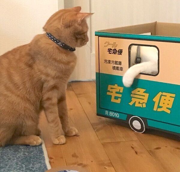 ダンボールトラックに乗るつみれちゃんと、見つめるわさんぼんくん