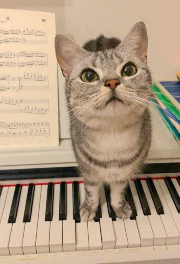 鍵盤の上に乗るあんこくん