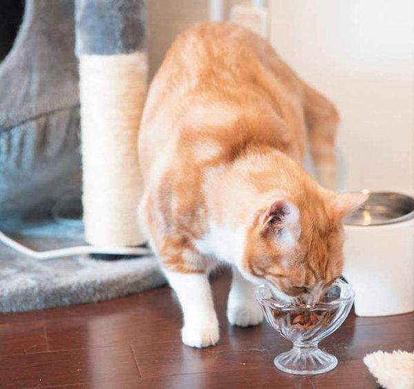 ゴハンを食べる猫／「ねこのきもち」2018年11月号