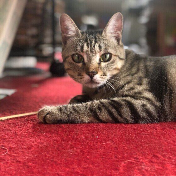 じゅうたんの上で横になるキジトラ